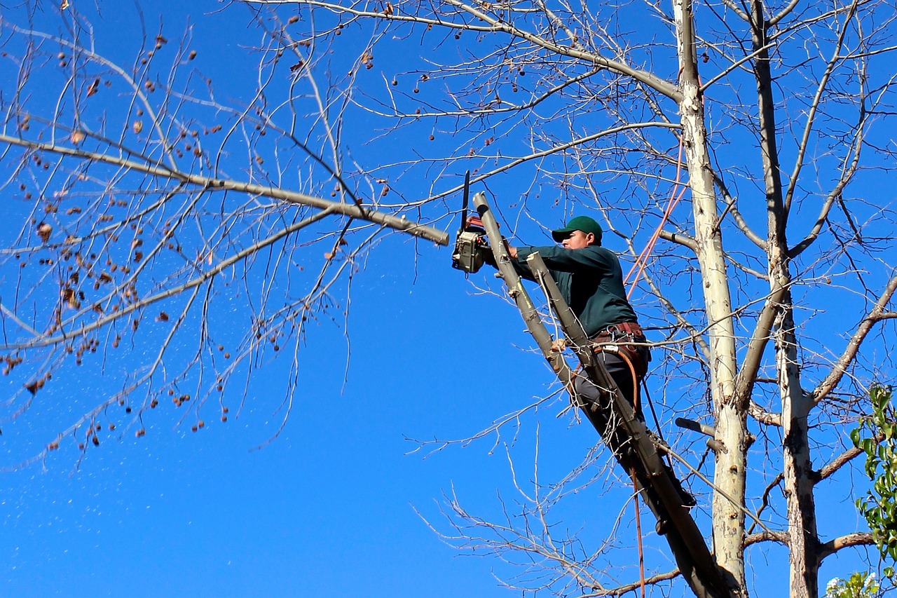 tree, woodcutter, chainsaw, pruning, trimming, nature, felling, worker, landscaping, trees, woodcutter, chainsaw, chainsaw, pruning, pruning, pruning, pruning, pruning