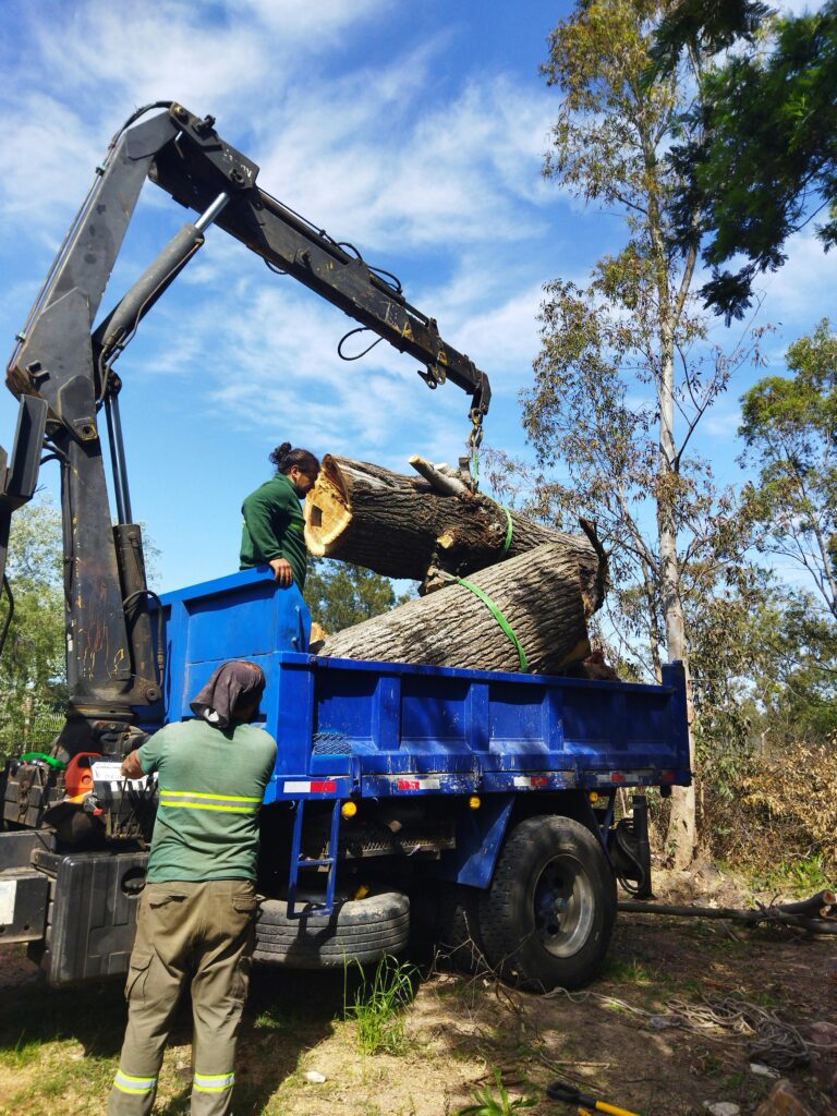 pexels-photo-18664692-18664692 Workers use machinery to load large timber logs onto a blue truck in an outdoor setting.
